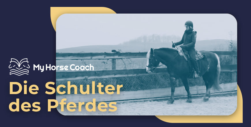 Die Schulter des Pferdes