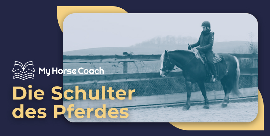 Die Schulter des Pferdes